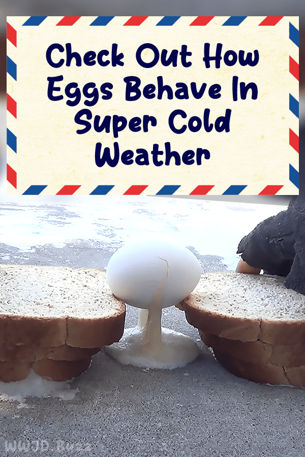 Check Out How Eggs Behave In Super Cold Weather