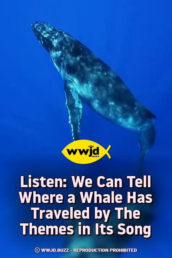 Listen: We Can Tell Where a Whale Has Traveled by The Themes in Its Song