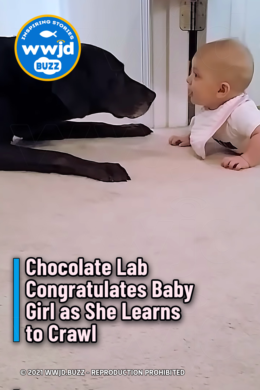 Chocolate Lab Congratulates Baby Girl as She Learns to Crawl