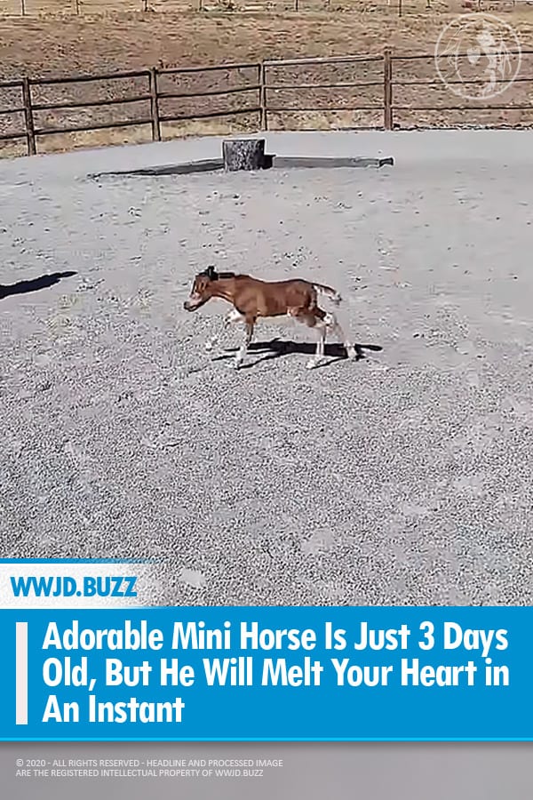 Adorable Mini Horse Is Just 3 Days Old, But He Will Melt Your Heart in An Instant