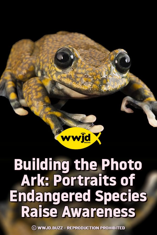 Building the Photo Ark: Portraits of Endangered Species Raise Awareness