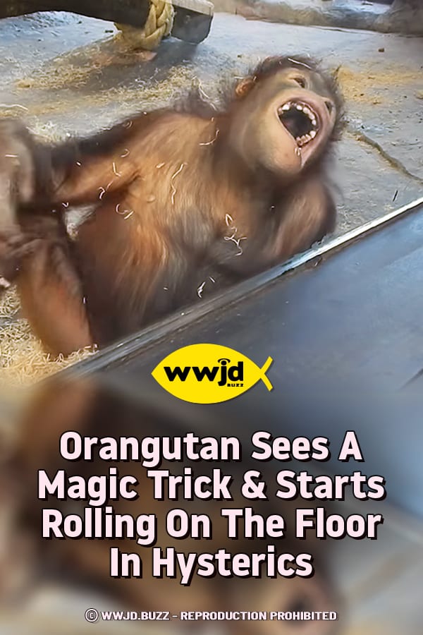 Orangutan Sees A Magic Trick & Starts Rolling On The Floor In Hysterics