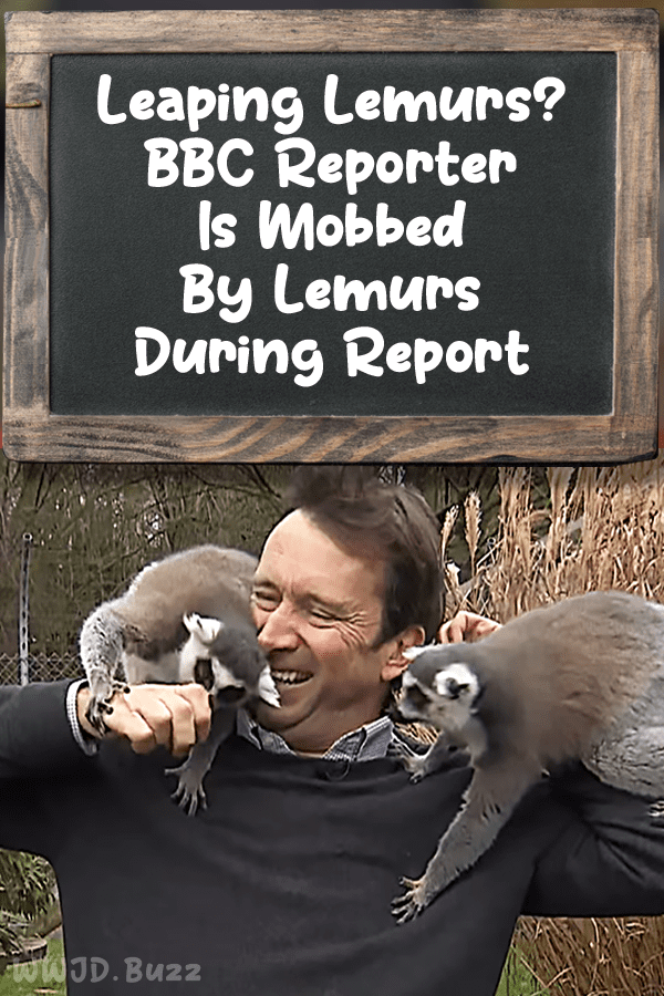 Leaping Lemurs? BBC Reporter Is Mobbed By Lemurs During Report