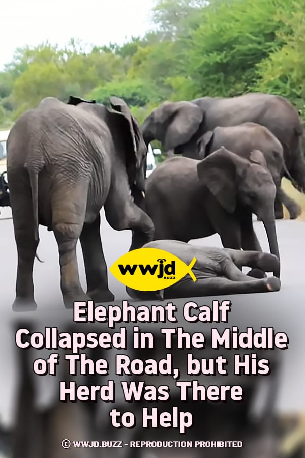Elephant Calf Collapsed in The Middle of The Road, but His Herd Was There to Help
