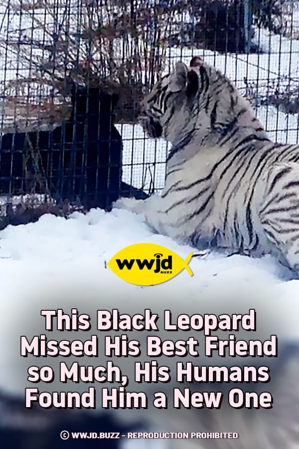 This Black Leopard Missed His Best Friend so Much, His Humans Found Him a New One