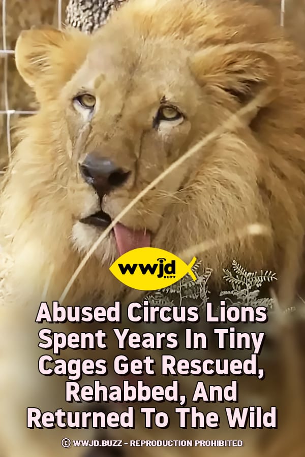 Abused Circus Lions Spent Years In Tiny Cages Get Rescued, Rehabbed, And Returned To The Wild