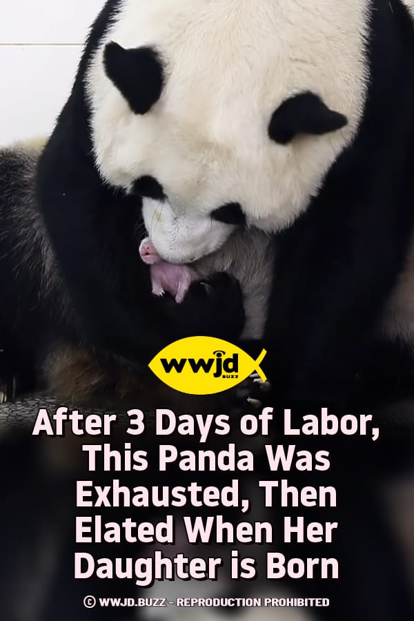 After 3 Days of Labor, This Panda Was Exhausted, Then Elated When Her Daughter is Born