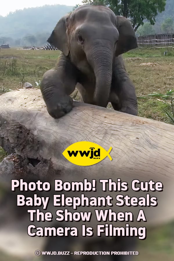 Photo Bomb! This Cute Baby Elephant Steals The Show When A Camera Is Filming