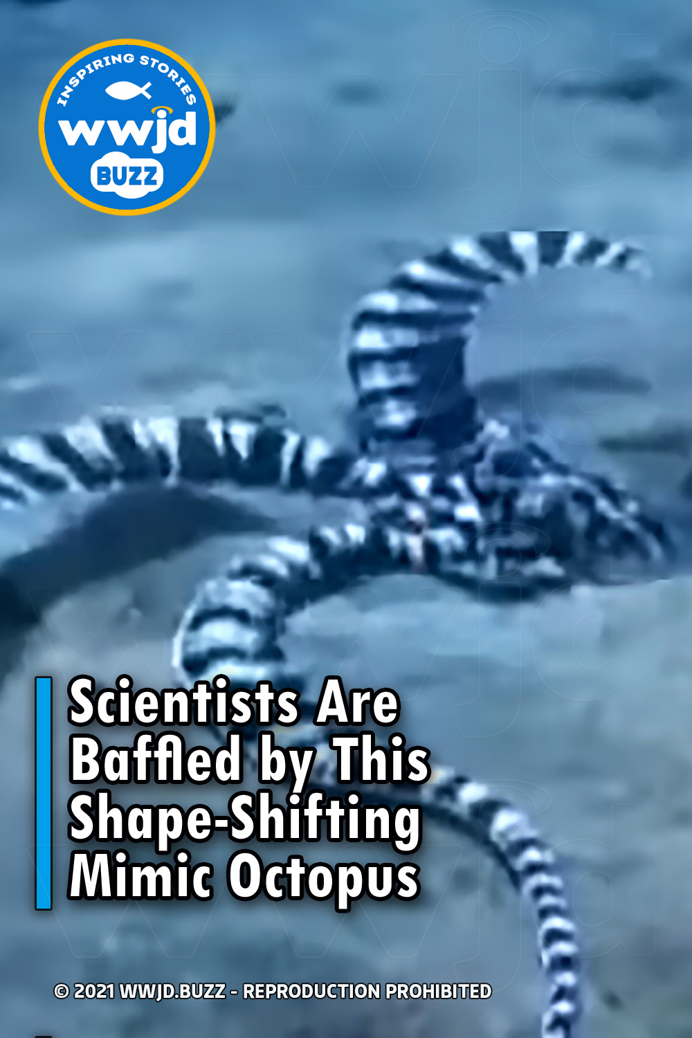 Scientists Are Baffled by This Shape-Shifting Mimic Octopus