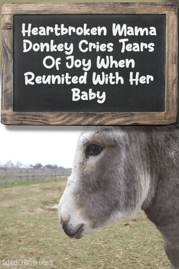 Heartbroken Mama Donkey Cries Tears Of Joy When Reunited With Her Baby