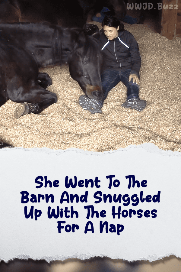 She Went To The Barn And Snuggled Up With The Horses For A Nap