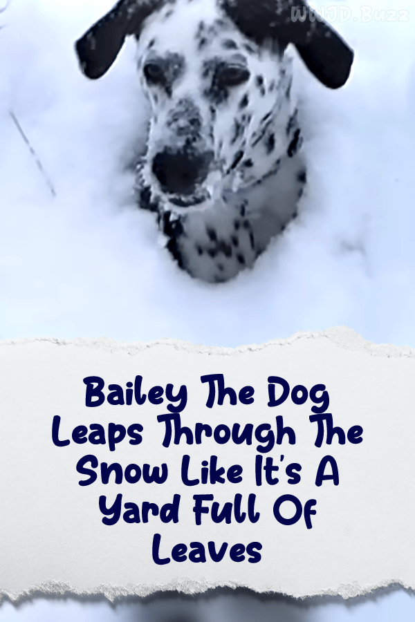 Bailey The Dog Leaps Through The Snow Like It\'s A Yard Full Of Leaves