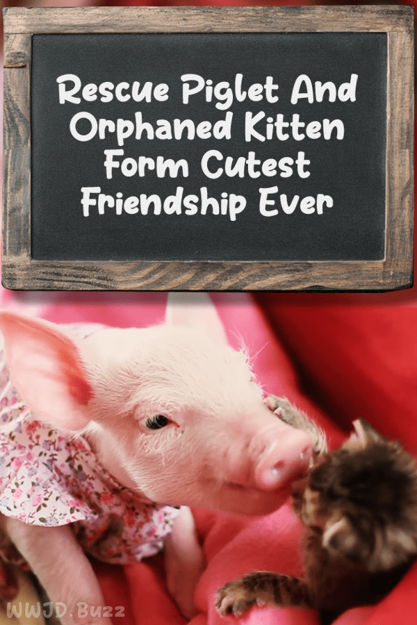 Rescue Piglet And Orphaned Kitten Form Cutest Friendship Ever