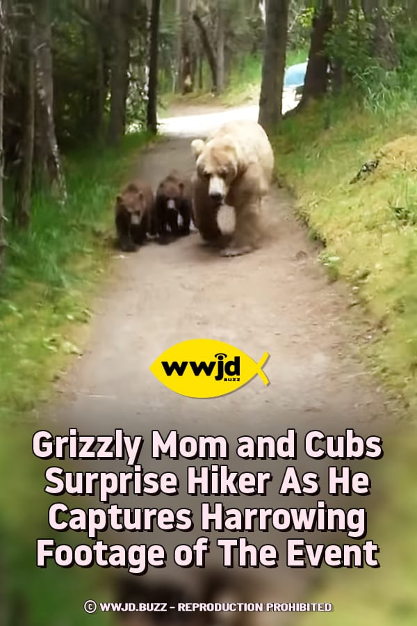 Grizzly Mom and Cubs Surprise Hiker As He Captures Harrowing Footage of The Event