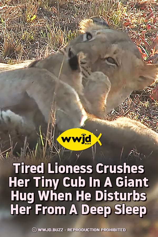 Tired Lioness Crushes Her Tiny Cub In A Giant Hug When He Disturbs Her From A Deep Sleep