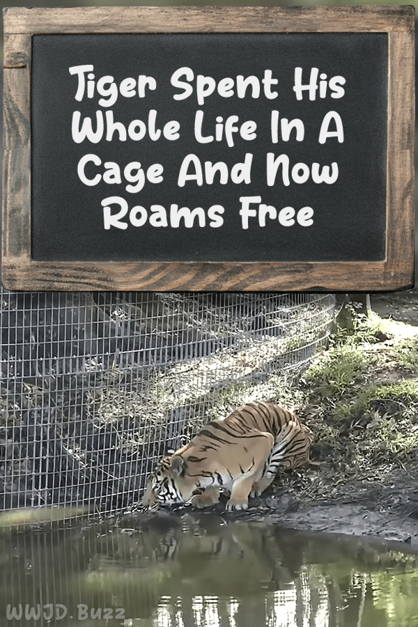 Tiger Spent His Whole Life In A Cage And Now Roams Free