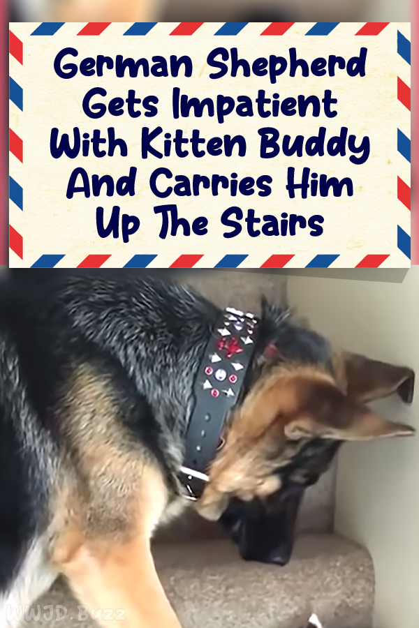 German Shepherd Gets Impatient With Kitten Buddy And Carries Him Up The Stairs