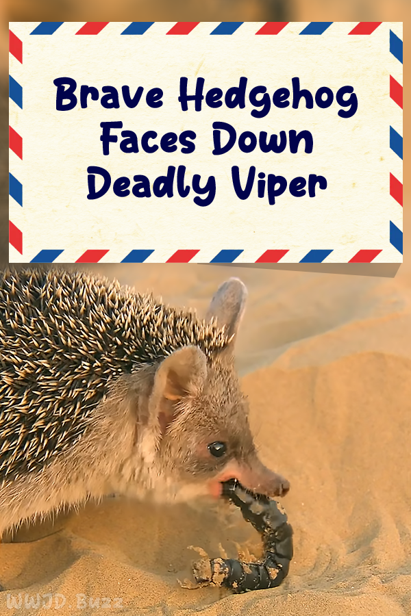 Brave Hedgehog Faces Down Deadly Viper
