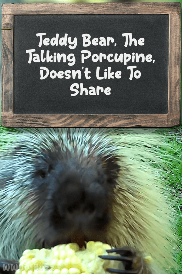 Teddy Bear, The Talking Porcupine, Doesn\'t Like To Share