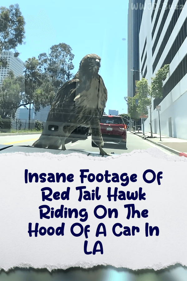 Insane Footage Of Red Tail Hawk Riding On The Hood Of A Car In LA