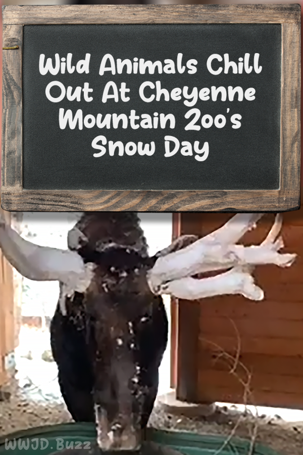 Wild Animals Chill Out At Cheyenne Mountain Zoo\'s Snow Day