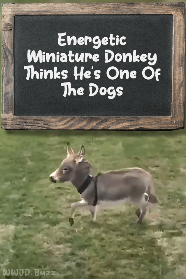 Energetic Miniature Donkey Thinks He\'s One Of The Dogs