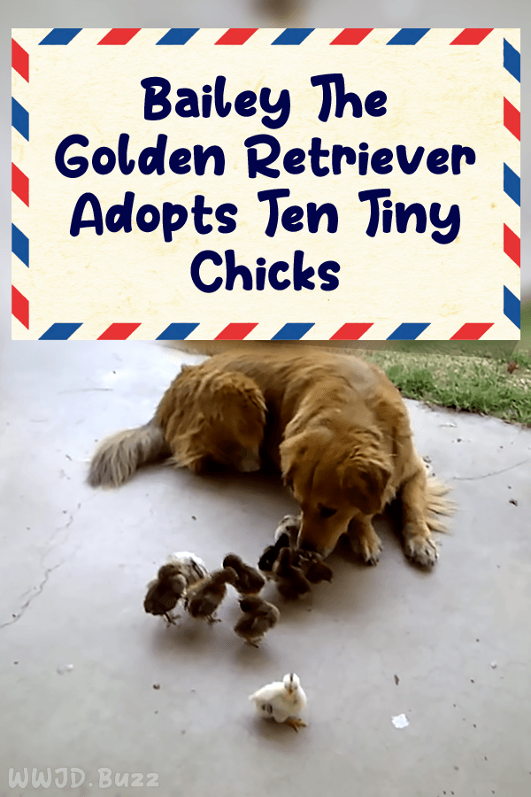 Bailey The Golden Retriever Adopts Ten Tiny Chicks