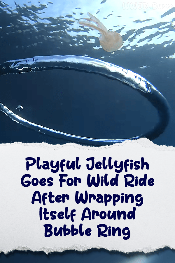 Playful Jellyfish Goes For Wild Ride After Wrapping Itself Around Bubble Ring