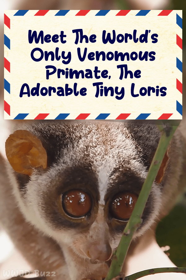 Meet The World\'s Only Venomous Primate, The Adorable Tiny Loris