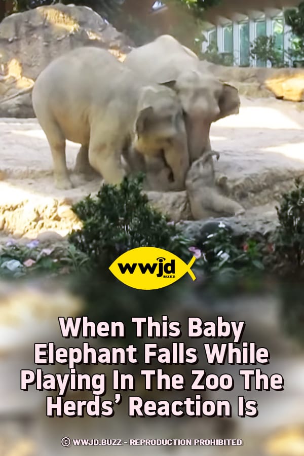 When This Baby Elephant Falls While Playing In The Zoo The Herds’ Reaction Is