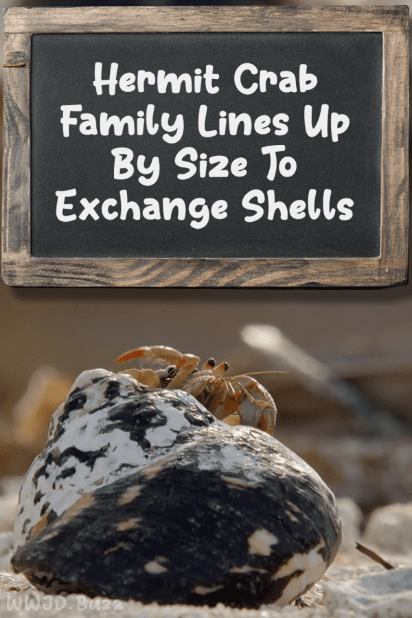 Hermit Crab Family Lines Up By Size To Exchange Shells