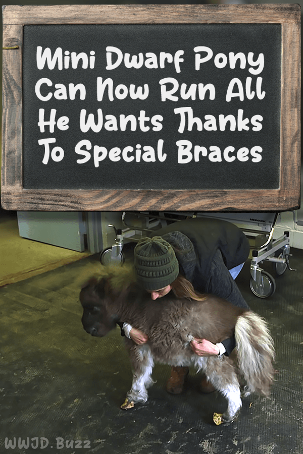 Mini Dwarf Pony Can Now Run All He Wants Thanks To Special Braces