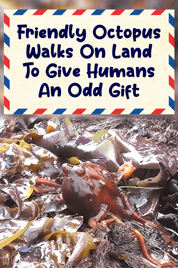 Friendly Octopus Walks On Land To Give Humans An Odd Gift