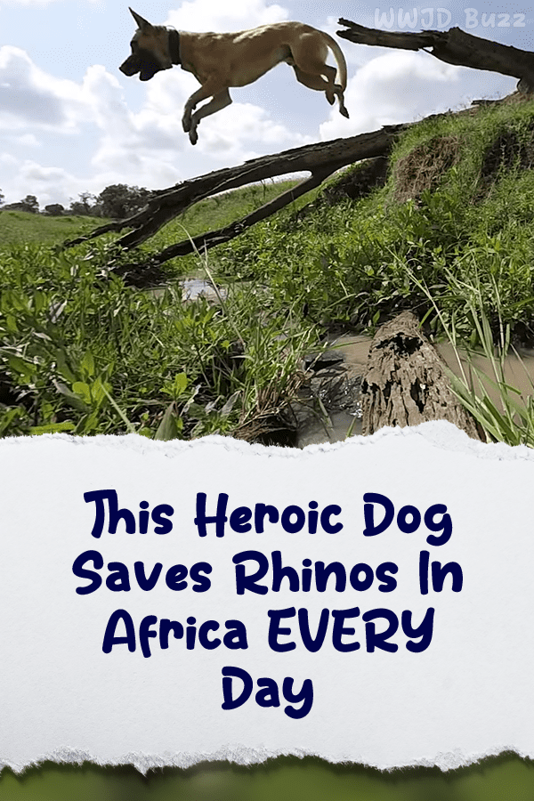 This Heroic Dog Saves Rhinos In Africa EVERY Day
