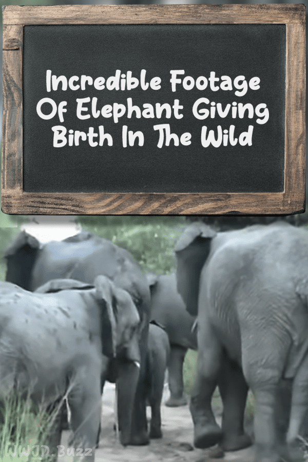 Incredible Footage Of Elephant Giving Birth In The Wild