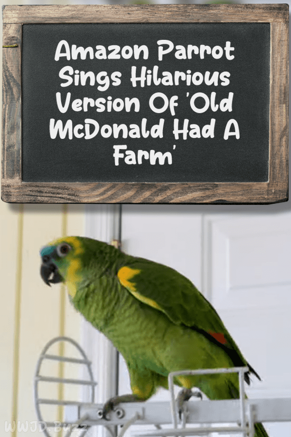 Amazon Parrot Sings Hilarious Version Of \'Old McDonald Had A Farm\'