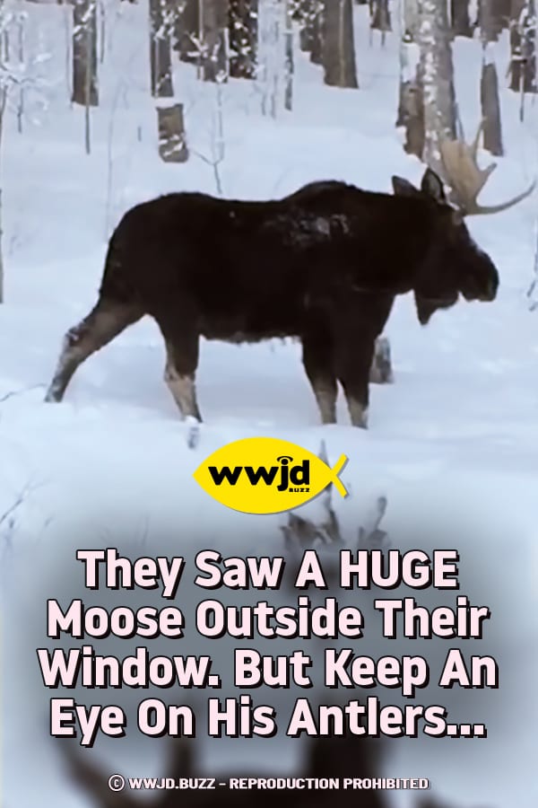 They Saw A HUGE Moose Outside Their Window. But Keep An Eye On His Antlers...
