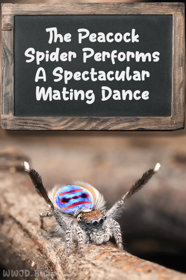 The Peacock Spider Performs A Spectacular Mating Dance