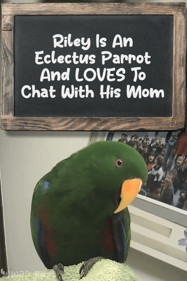 Riley Is An Eclectus Parrot And LOVES To Chat With His Mom