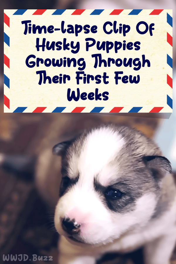 Time-lapse Clip Of Husky Puppies Growing Through Their First Few Weeks