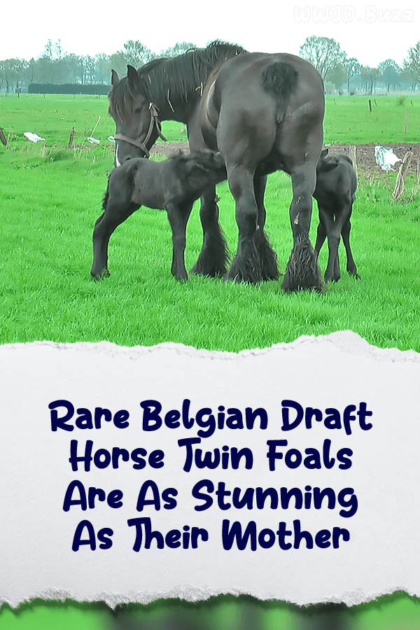 Rare Belgian Draft Horse Twin Foals Are As Stunning As Their Mother