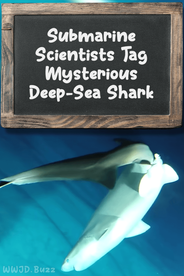 Submarine Scientists Tag Mysterious Deep-Sea Shark