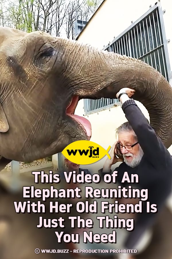 This Video of An Elephant Reuniting With Her Old Friend Is Just The Thing You Need