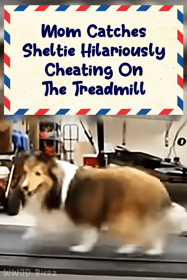 Mom Catches Sheltie Hilariously Cheating On The Treadmill
