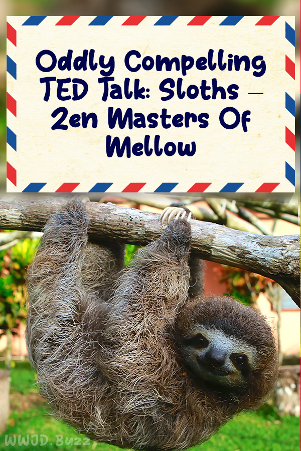 Oddly Compelling TED Talk: Sloths – Zen Masters Of Mellow