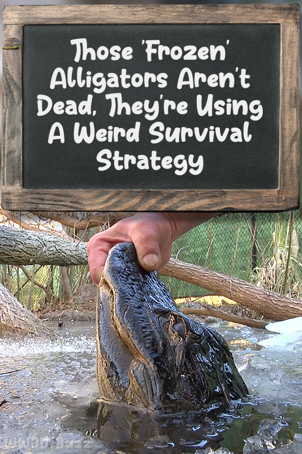 Those \'Frozen\' Alligators Aren\'t Dead, They\'re Using A Weird Survival Strategy