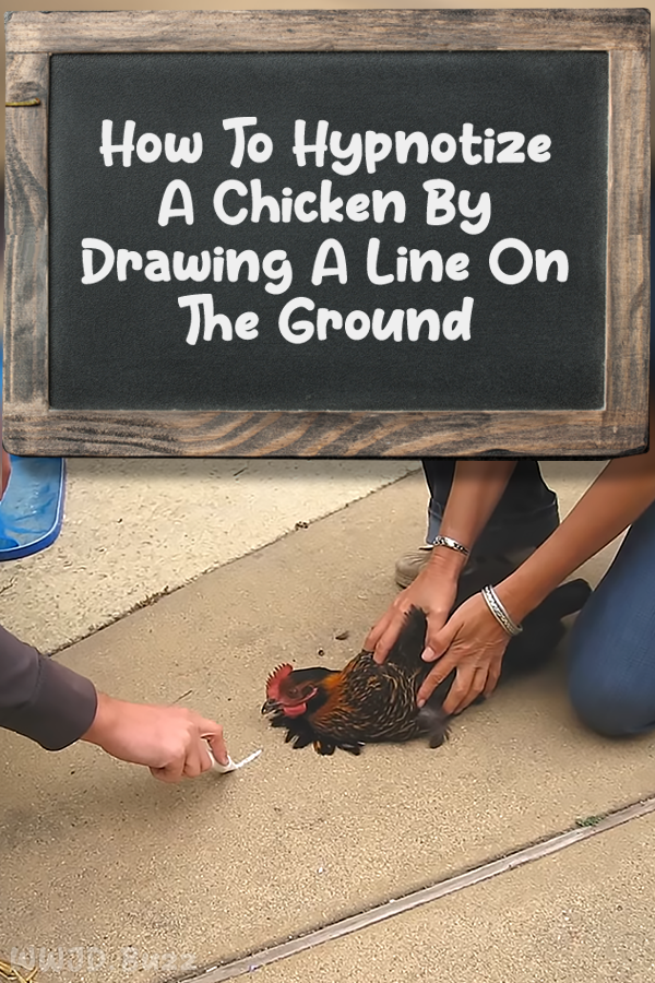 How To Hypnotize A Chicken By Drawing A Line On The Ground