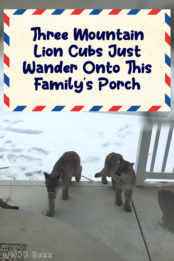 Three Mountain Lion Cubs Just Wander Onto This Family\'s Porch