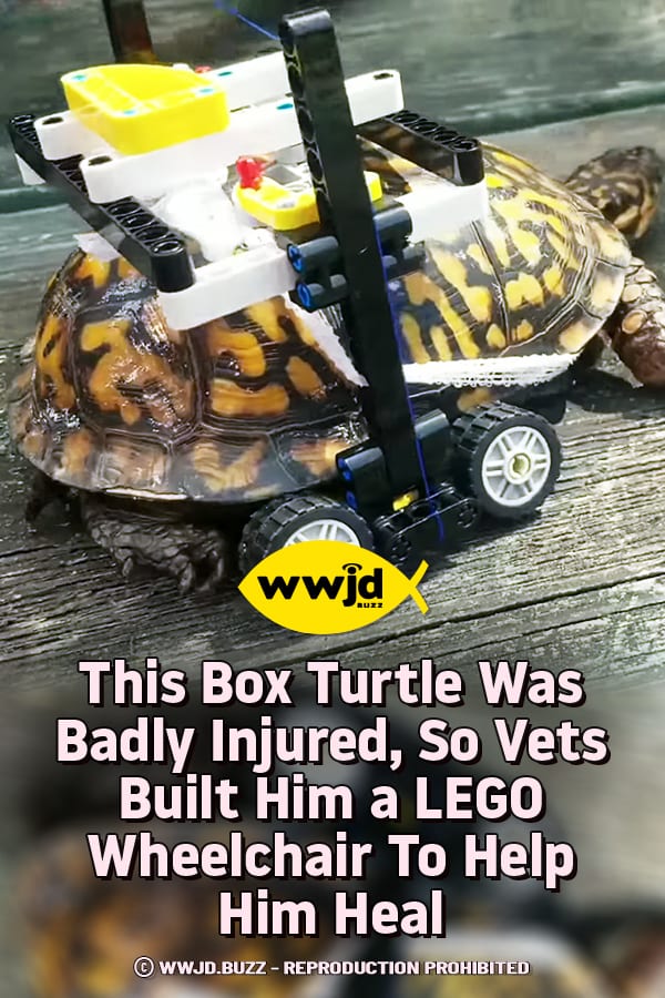 This Box Turtle Was Badly Injured, So Vets Built Him a LEGO Wheelchair To Help Him Heal
