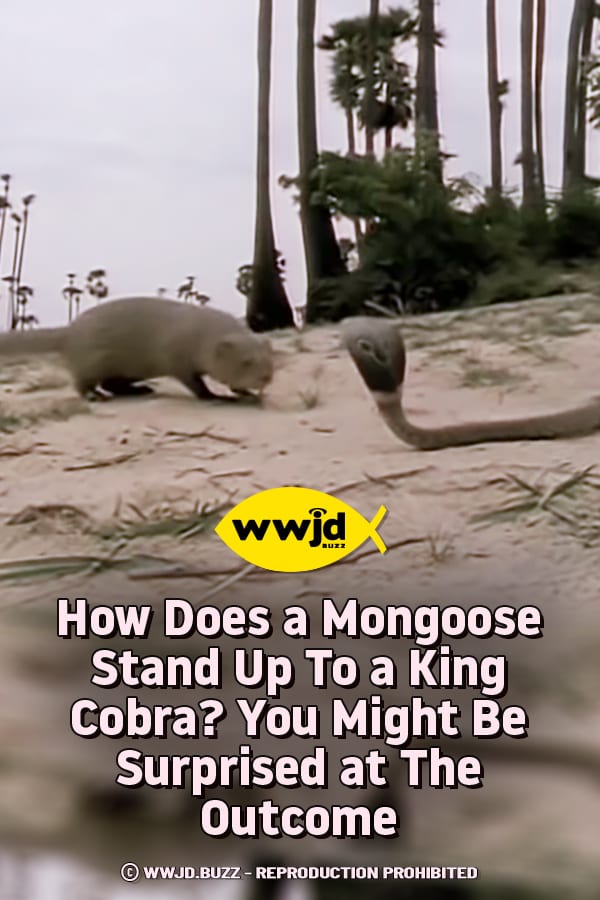 How Does a Mongoose Stand Up To a King Cobra? You Might Be Surprised at The Outcome